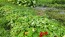 Nasturtium 'Alaska Mix' Seeds (Certified Organic)