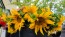 Sunflower 'Dwarf Sunny' Seeds (Certified Organic)