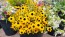 Brown-Eyed Susan