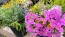 Garden Phlox Mix Seeds (Certified Organic)