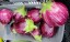 Eggplant ‘Purple & White Striped’ Seeds (Certified Organic)