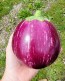 Eggplant ‘Purple & White Striped’ Seeds (Certified Organic)