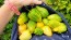 Tomatillo 'Chupon de Malinalco' Seeds (Certified Organic)
