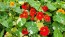 Nasturtium 'Alaska Mix' Seeds (Certified Organic)