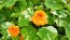 Nasturtium 'Alaska Mix' Seeds (Certified Organic)