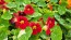 Nasturtium 'Alaska Mix' Seeds (Certified Organic)