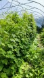 Cucumber 'Mouse Melon' or 'Mexican Sour Gherkin' Plant 