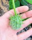 African/Zambian Horned Cucumber Seeds (Certified Organic) Cucumis zambianus 