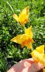 Gladiolus 'Boone' Cormels - Shipping 2025 Spring - Harvested on our Farm - USDA Certified Organic