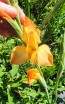 Gladiolus 'Boone' Cormels - Shipping 2025 Spring - Harvested on our Farm - USDA Certified Organic