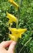 Gladiolus 'Boone' Cormels - Shipping 2025 Spring - Harvested on our Farm - USDA Certified Organic
