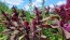 Amaranth 'Red Garnet' Seeds (Certified Organic)