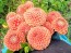Dahlia 'Cornel Bronze' Tubers - Shipping 2025 Spring - Harvested on our Farm - USDA Certified Organic