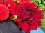 Dahlia 'Puffy Red' Tubers - Shipping 2025 Spring - Harvested on our Farm - USDA Certified Organic