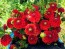 Dahlia 'Red Pompon' Tubers - Shipping 2025 Spring - Harvested on our Farm - USDA Certified Organic