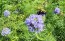 Gilia Globe Seeds (Certified Organic)