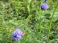 Gilia Globe Seeds (Certified Organic)