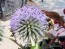 Globe Thistle Seeds (Certified Organic)