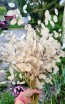 Money Plant AKA Silver Dollar 'Alba' Seeds (Certified Organic)