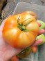 Tomato 'Cosmonaut Volkov' Seeds (Certified Organic)