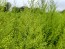 Sweet Annie Artemisia Seeds (Certified Organic)