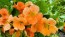 Nasturtium 'Alaska Mix' Seeds (Certified Organic)