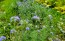 Gilia Globe Seeds (Certified Organic)