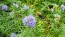 Gilia Globe Seeds (Certified Organic)