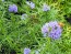 Gilia Globe Seeds (Certified Organic)