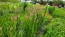 Wheatstraw Celosia ‘Flamingo Feather’