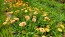 Calendula 'Red Splash Mix' Seeds (Certified Organic)