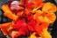 Nasturtium 'Alaska Mix' Seeds (Certified Organic)