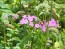 Garden Phlox Mix Seeds (Certified Organic)