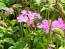 Garden Phlox Mix Seeds (Certified Organic)