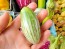 Eggplant 'Thai Rugby’ Seeds (Certified Organic)