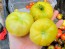 Tomato 'Mandarina Yellow' Seeds (Certified Organic)