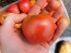 Tomato 'Raspberry Lyanna' Seeds (Certified Organic)