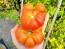 Tomato 'Mandarina Red' Seeds (Certified Organic)