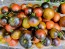 Tomato 'Indigo Blue Chocolate' Seeds (Certified Organic)