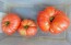 Tomato 'Tobolsk' (Pink Variant) Seeds (Certified Organic)