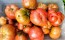 Tomato 'Purple Passion' Seeds (Certified Organic)