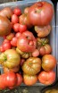 Tomato 'Purple Passion' Seeds (Certified Organic)