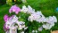 Garden Phlox Mix Seeds (Certified Organic)