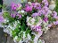 Garden Phlox Mix Seeds (Certified Organic)