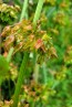 Curly Dock AKA Yellow Dock Seeds (Certified Organic)