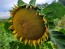 Sunflower 'Black Oil' Seeds (Certified Organic)