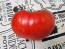 Tomato 'Sunset's Red Horizon' Seeds (Certified Organic)