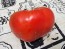 Tomato 'Sunset's Red Horizon' Seeds (Certified Organic)