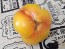 Tomato 'Yellow Flesh Red Interior" Seeds (Certified Organic)