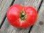 Tomato 'Anna Russian' Seeds (Certified Organic)